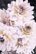 Pinkish Flowers (1x Studio III) - Muzeo.com
