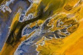 Poisoned flowers (Ovi D. Pop) - Muzeo.com