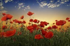 Poppies (Albena Markova) - Muzeo.com