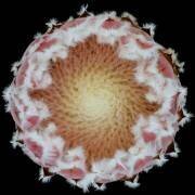 Protea (Victor Mozqueda) - Muzeo.com