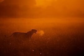 Puff (Mohammed Alnaser) - Muzeo.com