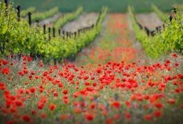 Quartier rouge (Ales Komovec) - Muzeo.com