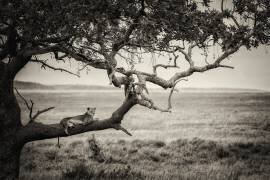 Queen (Mohammed Alnaser) - Muzeo.com