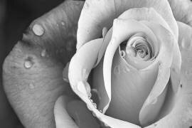 Rain Drops (Çiçek Kıral) - Muzeo.com