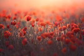 Red (Sebastien Blomme) - Muzeo.com