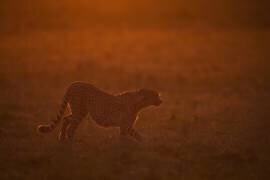 Lumière rouge (Marco Pozzi) - Muzeo.com