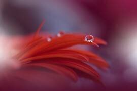 Red Passion... (Juliana Nan) - Muzeo.com