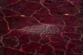 Red Planet (John Fan) - Muzeo.com