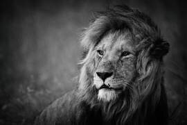 Regal (Mohammed Alnaser) - Muzeo.com