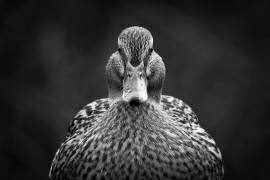 Regarde-moi. (Peter Pfeiffer) - Muzeo.com