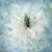 Romance (Yves Gauvreau) - Muzeo.com