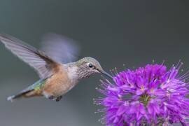 Colibri roux (Jian Xu) - Muzeo.com