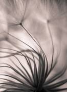 Sans titre (Keren Or) - Muzeo.com