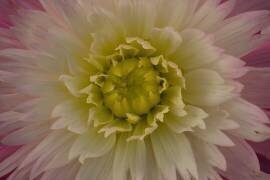 Schazam ! (Richard Urbanski) - Muzeo.com