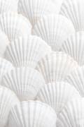 Coquilles 3 (1x Studio III) - Muzeo.com