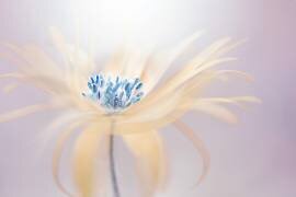 Briller (Jacky Parker) - Muzeo.com