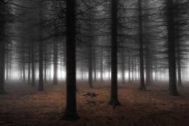 Silence (Dragisa Petrovic) - Muzeo.com