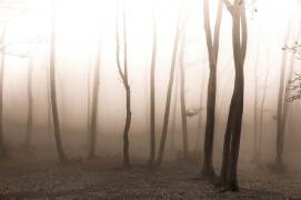 Silent Life (Alessandro Traverso) - Muzeo.com