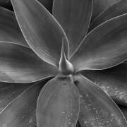 Sintra #06 (Nana Sousa Dias) - Muzeo.com