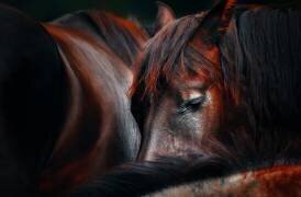 Sleep huddle (Martin Stantchev) - Muzeo.com