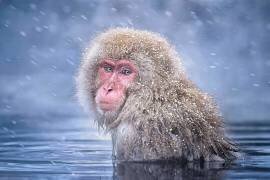 Snow Monkey (Max Wang) - Muzeo.com