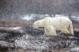 Temps de neige (Alessandro Catta) - Muzeo.com