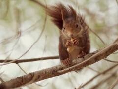 Spanish squirrel (Wilfried Zeise) - Muzeo.com