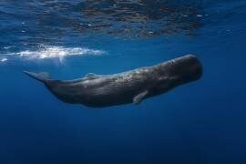 Sperm whale (Gabriel Barathieu) - Muzeo.com