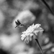 Un papillon Sphingidae dans un parc de Crimée (anonyme) - Muzeo.com