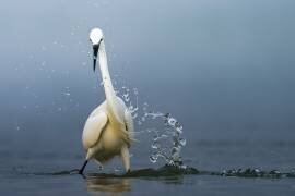 Éclaboussures (Ahmed Sobhi) - Muzeo.com