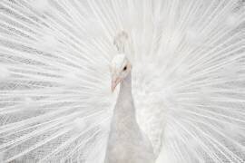 Splendide Whitie (Fegari) - Muzeo.com