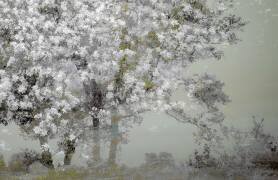 Spring (Nel Talen) - Muzeo.com