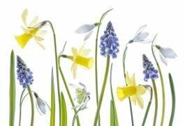 Spring (Mandy Disher) - Muzeo.com