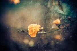 Spring (António Bernardino Coelho) - Muzeo.com