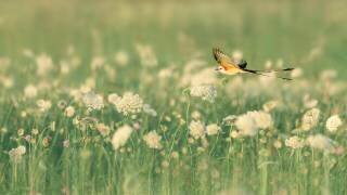 Spring Messager (Qing Zhao) - Muzeo.com