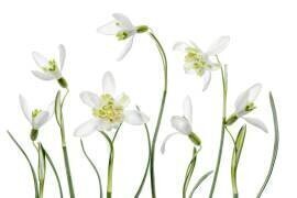 Spring Snowdrops (Mandy Disher) - Muzeo.com