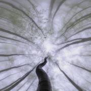 Printemps (Tom Pavlasek) - Muzeo.com