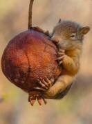 Squirrel (Amer) - Muzeo.com