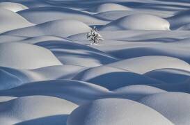 Standing Strong (James S. Chia) - Muzeo.com