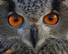 Staring at... (Rob Li) - Muzeo.com