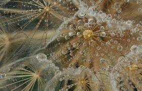 Starless (El Filosofo) - Muzeo.com