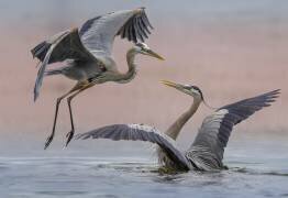 Startled (Mountain Cloud) - Muzeo.com