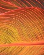 Summer, abstractly (Robin Wechsler) - Muzeo.com