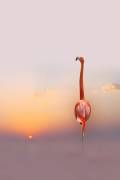 Sunset (Anna Cseresnjes ) - Muzeo.com