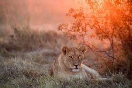 Sunset Lioness (Alessandro Catta) - Muzeo.com