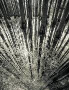 Synchronicity (Aurel Manea) - Muzeo.com