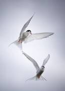 Tango arctique (Fegari) - Muzeo.com