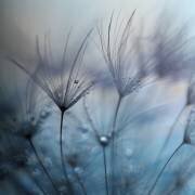 Teardrops (Mathieu Irthum) - Muzeo.com