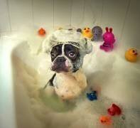 The Bath (DDiArte) - Muzeo.com