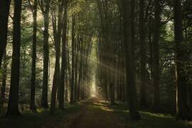 The essential (Vincent Croce) - Muzeo.com